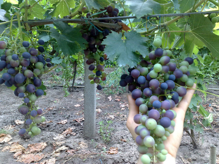 11072012 napoca - VITA DE VIE 2012