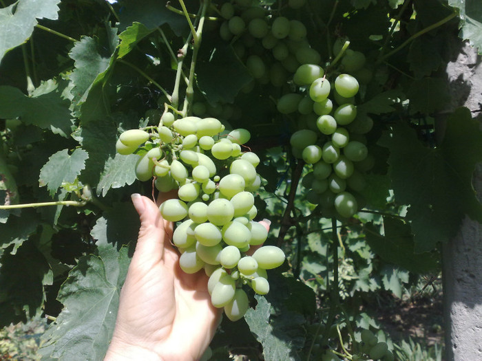 11072012 victoria - VITA DE VIE 2012