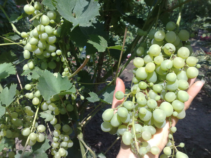 11072012 matilde - VITA DE VIE 2012