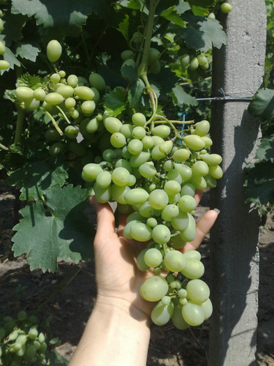 11072012 Victoria - VITA DE VIE 2012