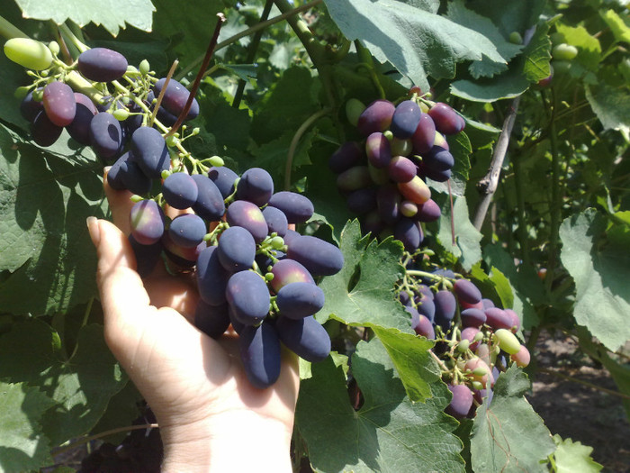 11072012 black magic - VITA DE VIE 2012