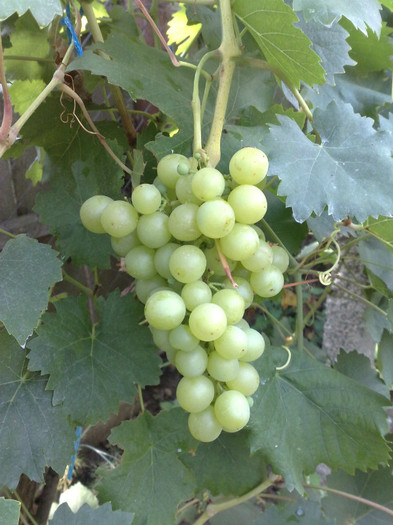 11072012 favorit - VITA DE VIE 2012