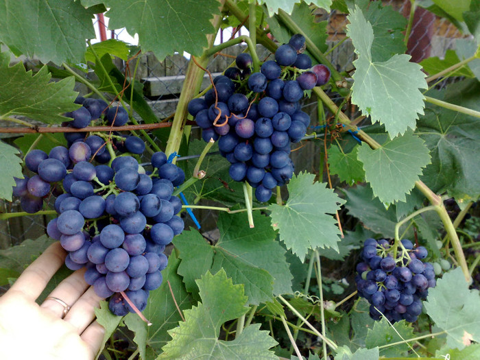 11072012 nero - VITA DE VIE 2012