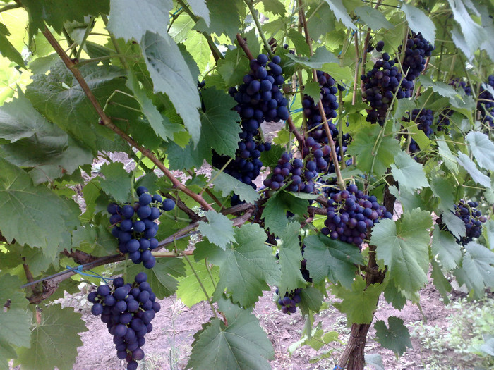 11072012 esther - VITA DE VIE 2012