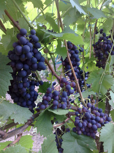 11072012 esther - VITA DE VIE 2012