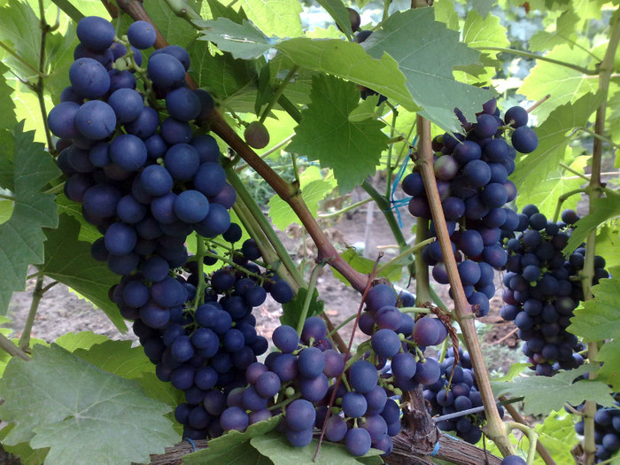 11072012 esther - VITA DE VIE 2012