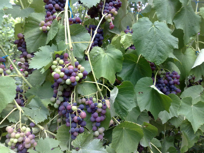 11072012 venus - VITA DE VIE 2012