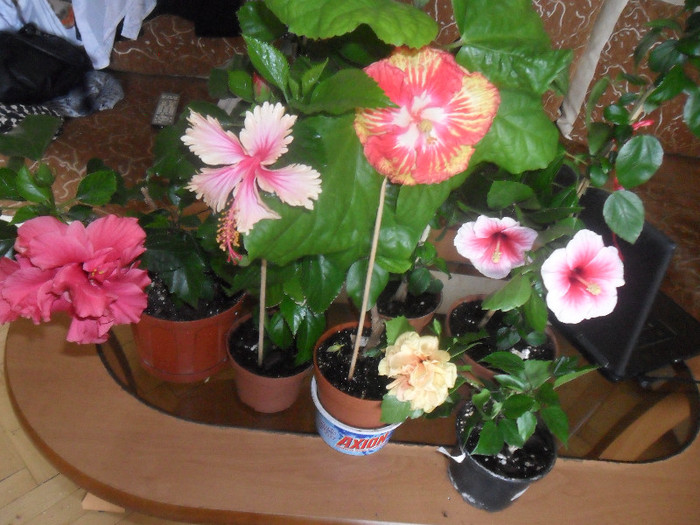 Hibiscus grup - Hibiscus 2012-1