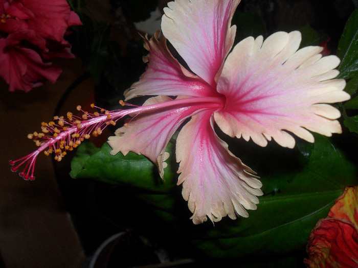 Hawaian Salmon ( Pink Showetr ) - Hibiscus 2012-1