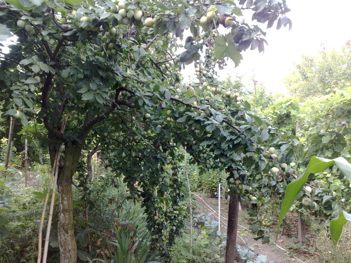 11072012 prun galben - recolte 2012