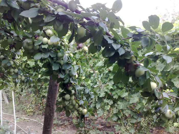 11072012 - recolte 2012