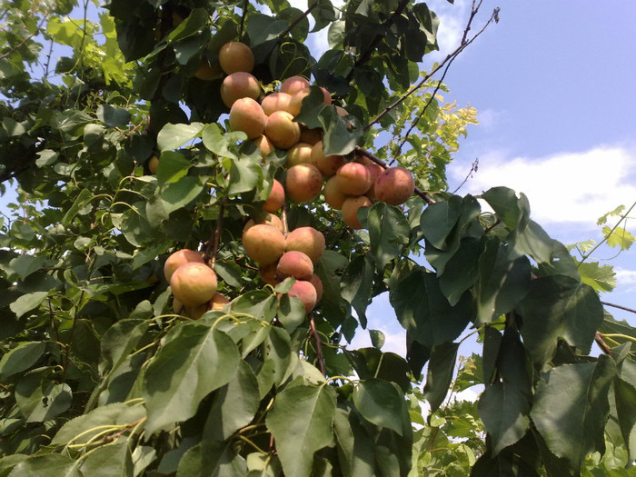 11072012 - recolte 2012