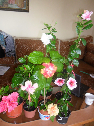 Hibiscus grup - Hibiscus 2012-1