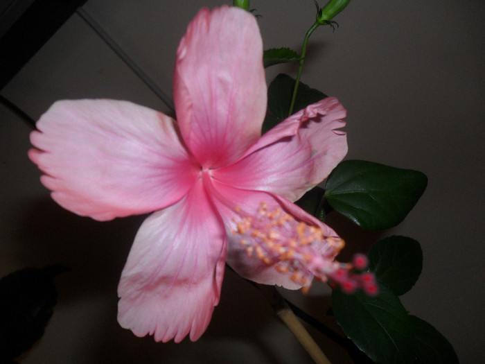 Dainty Pink - Hibiscus 2012-1