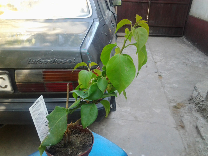 2012-07-11 11.08.35 - bougainvilea