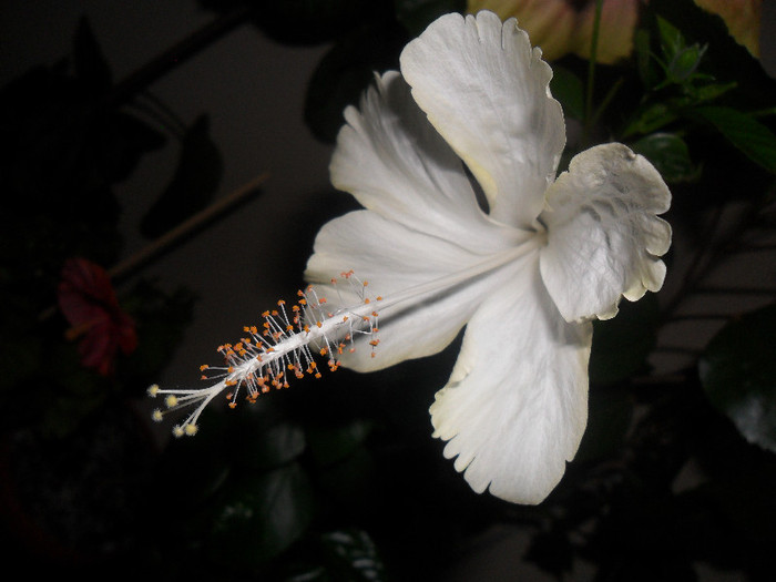 Hibiscus White Swann - Hibiscus 2012-1