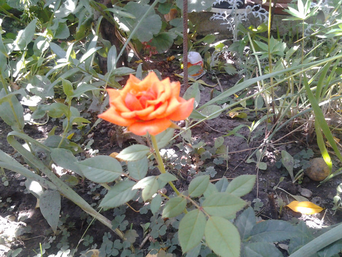2012-07-11 11.05.31 - trandafiri