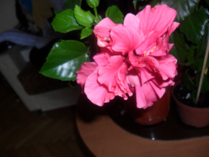 Hibiscus Clasic Pink - Hibiscus 2012-1