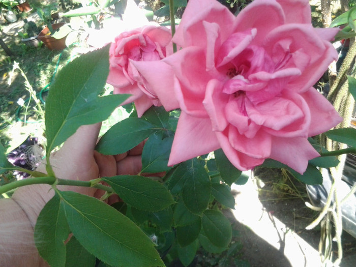 2012-07-11 11.07.48 - trandafiri
