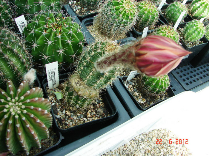 DSC00003