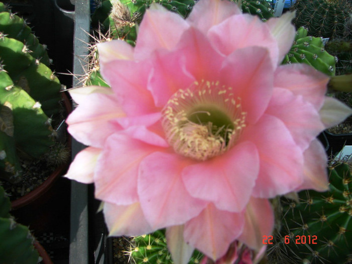 DSC00009