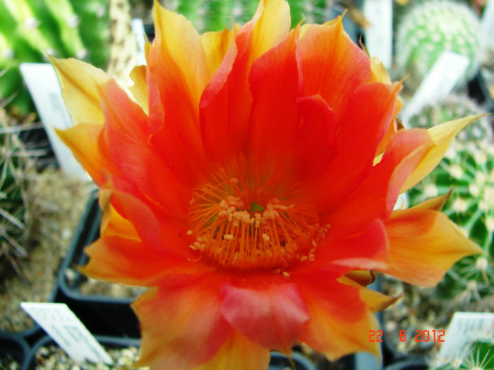 DSC00011