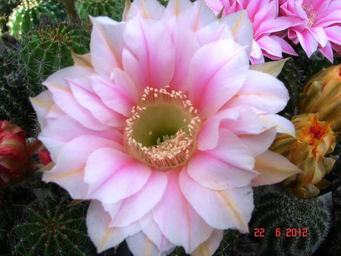 DSC00016 - 2012 Iunie
