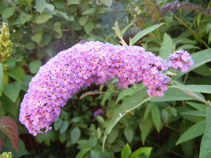 Buddleja davidii Purple (2012, Jul.06)