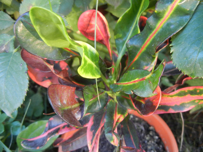 Garden Croton Curly Boy (2012, July 06)