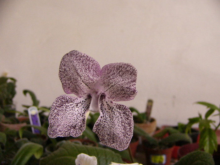 Hototogisu - Streptocarpus