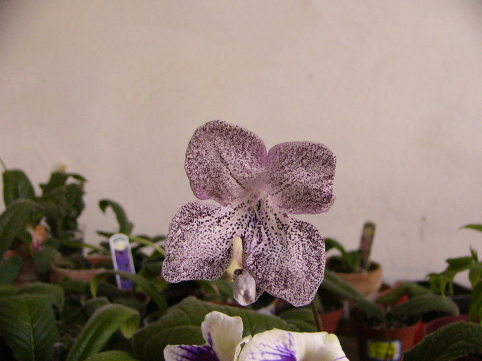 Hototogisu - Streptocarpus