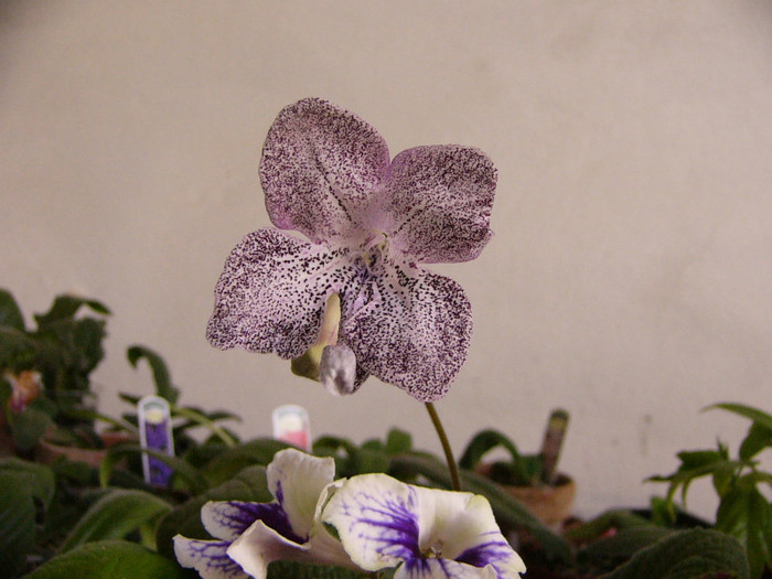 Hototogisu - Streptocarpus