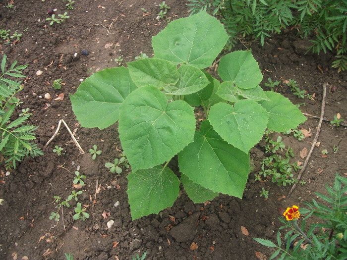 DSCF4300 - Paulownia 2012