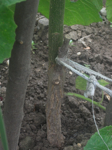 DSCF4304; locul de unde a pornit in primavara acestui an
