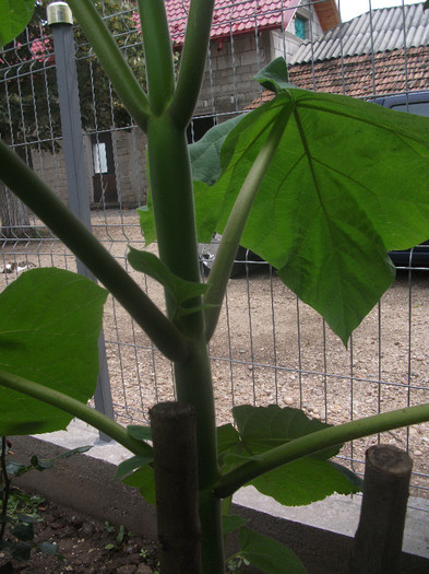 DSCF4305 - Paulownia 2012