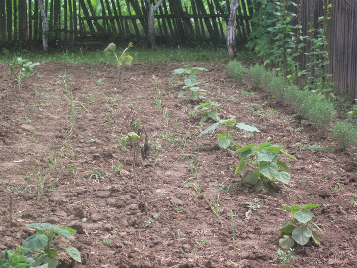 DSCF4321; ...cativa puieti
