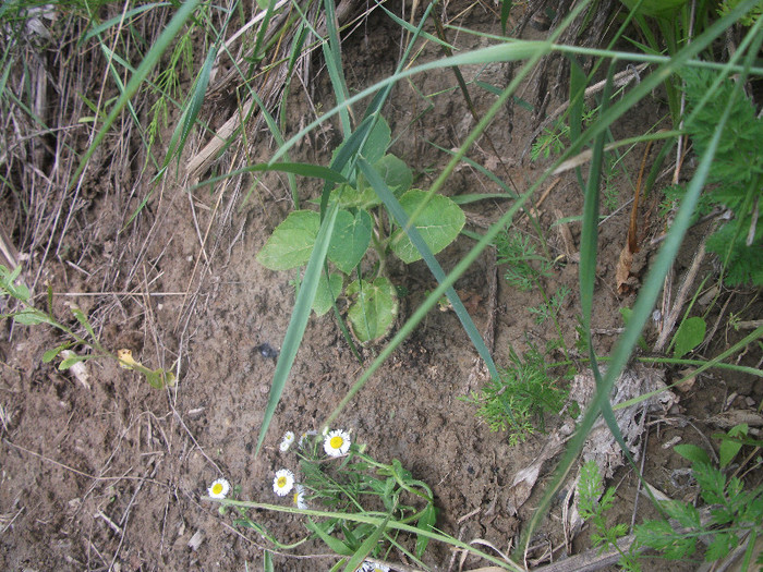 DSCF4352; consolidarea malului...
