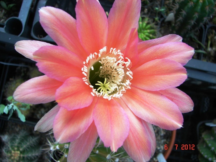 DSC00164