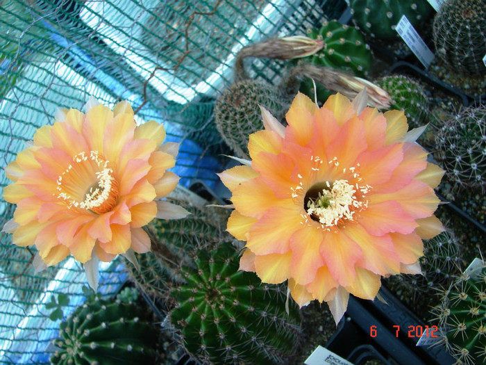 DSC00181
