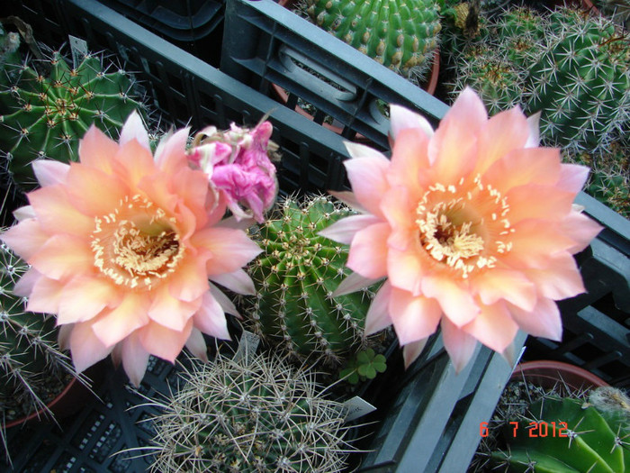 DSC00197