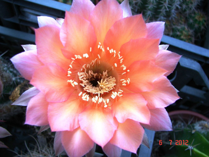 DSC00198