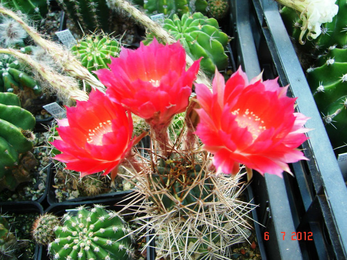 DSC00205