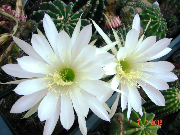 DSC00209