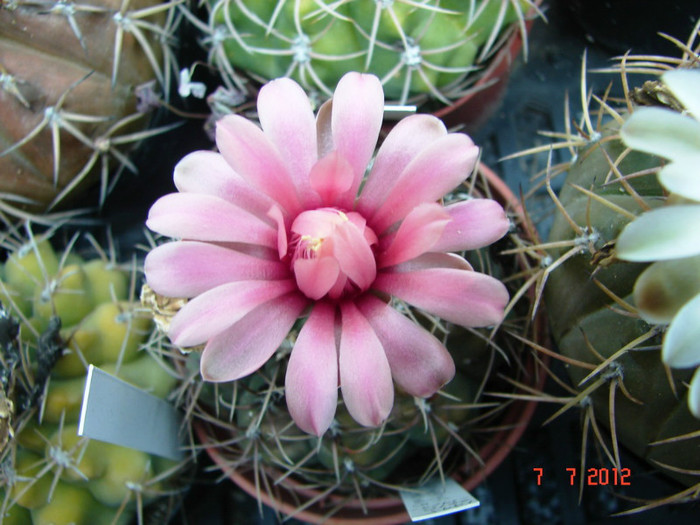 DSC00220