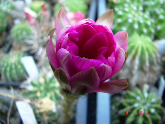 DSC00225