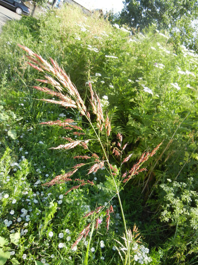 Johnson Grass (2012, July 02) - Sorghum halepense