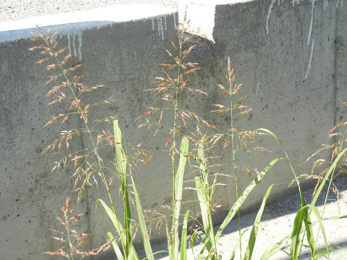 Sorghum halepense (2012, July 03) - Sorghum halepense