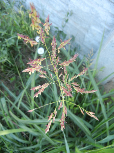 Sorghum halepense (2012, July 03)