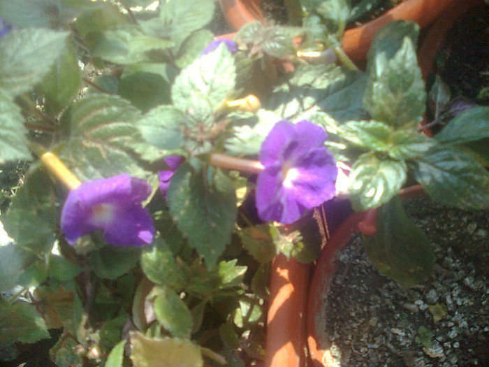 achimenes mov