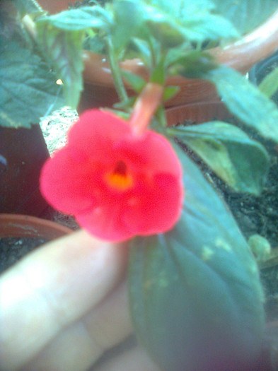 orange delaiht - diverse flori 2012